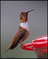 _8SB9754 rufous hummingbird